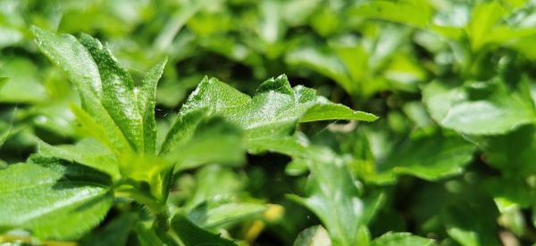 Close-up of wet leaves