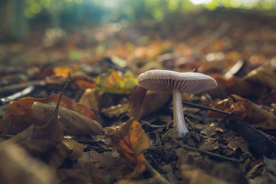 Close-up of mushroom on field during autumn