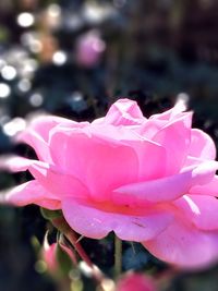 Close-up of pink rose flower