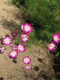 High angle view of pink flowering plant on field