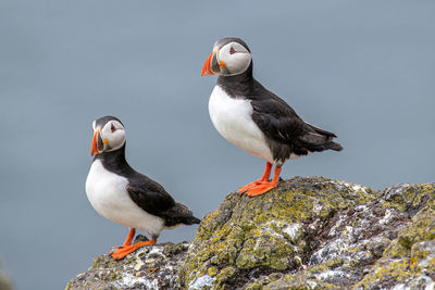 High angle view of seagulls perching on rock