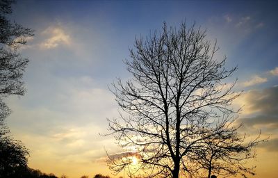 Low angle view of silhouette tree against sky