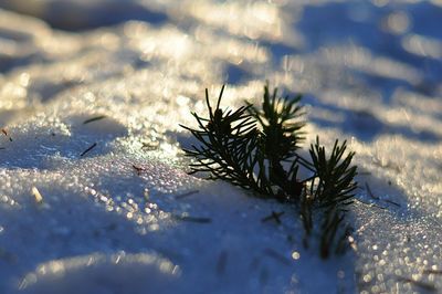 Close-up of snow on field during winter