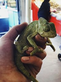 Close-up of hand holding lizard