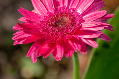 Close-up of pink flower