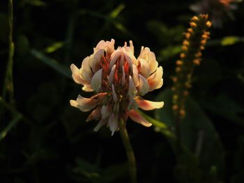 Close-up of pink flowers blooming outdoors