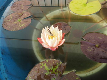 High angle view of lotus water lily