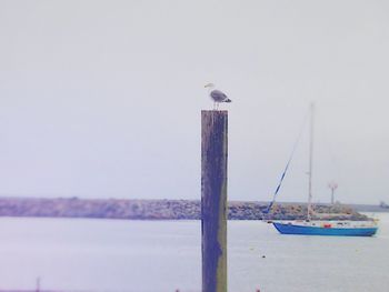 Seagull perching on wooden post by sea against clear sky