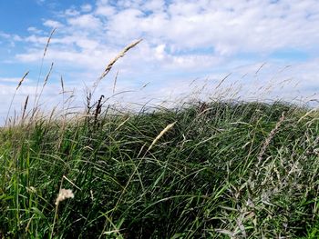 Scenic view of field against blue sky