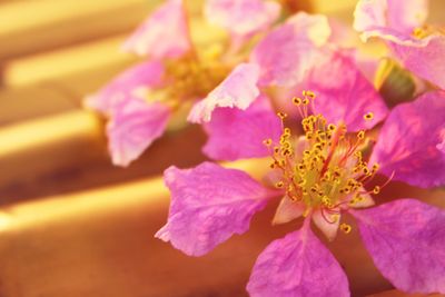 Close-up of pink cherry blossoms