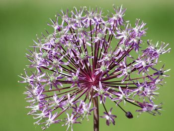 Close-up of purple flowering plants