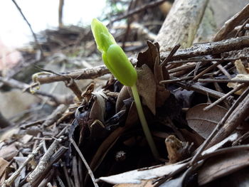 Close-up of lizard on plant