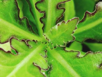 Close-up of fresh green cactus plant