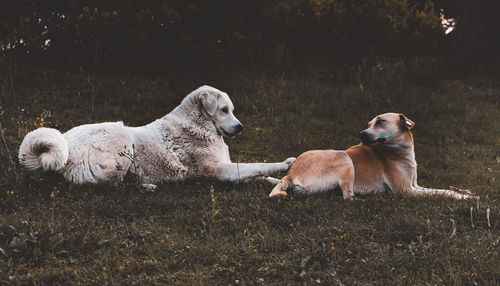 Dogs relaxing on field