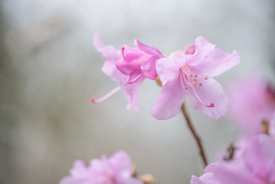 Close-up of pink flowers