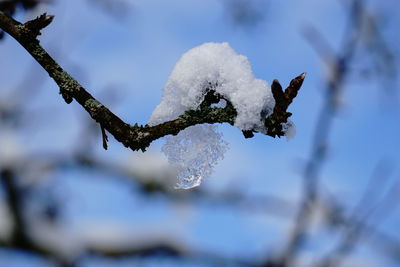 Close-up of snow covered tree