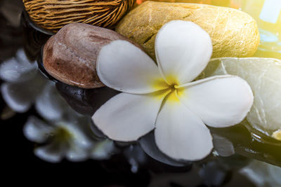 Close-up of white flowers
