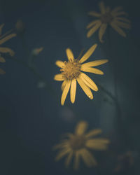 Close-up of yellow flowering plant