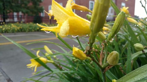 Close-up of yellow flowers