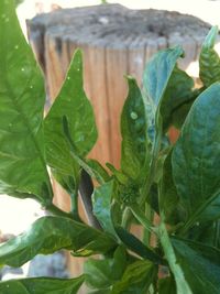 Close-up of fresh green plant