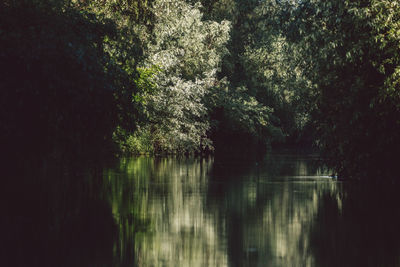 Scenic view of lake in forest