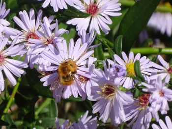 Close-up of honey bee pollinating on purple flower