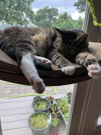 Cat sleeping on table
