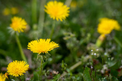 Close-up of yellow flowering plants on field