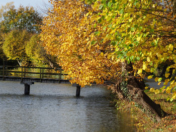 Trees by river during autumn