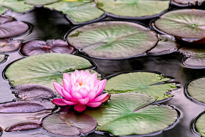 Close-up of lotus water lily in pond