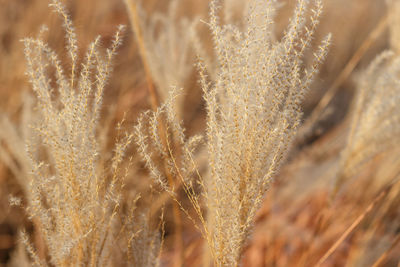 Beige pampas grass close up, a natural textures and background