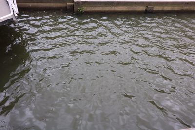 High angle view of ducks in river