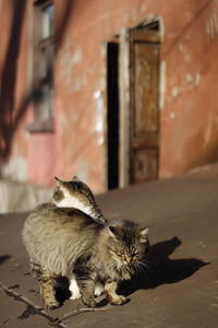 Courtyard cats bask in the sun in the soviet old courtyard of barracks