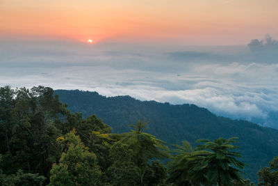 Scenic view of forest against sky at sunset