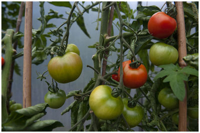 Close-up of apples on tree