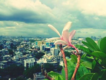 Close-up of flower blooming in city against sky