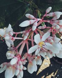 Close-up of flowers on tree