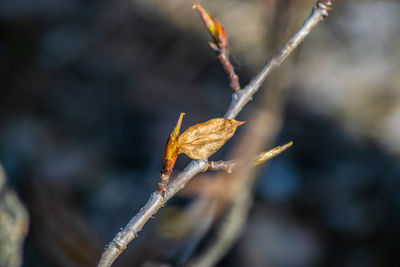 Close-up of dry leaves on twig during winter