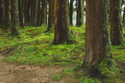 Trees in forest