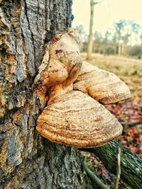 Close-up of tree trunk