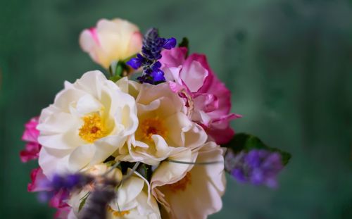 Close-up of pink flowers