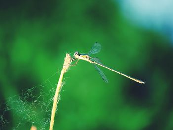 Close-up of dragonfly