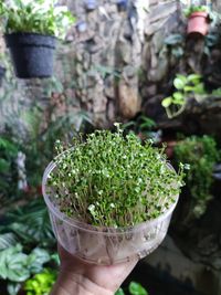 Close-up of potted plant