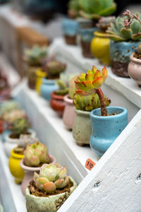 Close-up of succulent plant on table