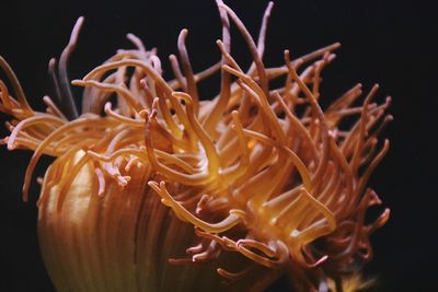 Close-up of jellyfish in water