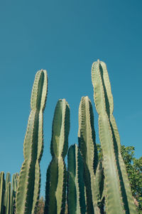 Close-up of cactus against clear blue sky