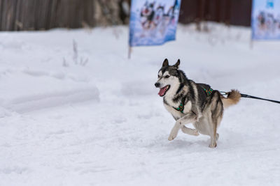 Dog on snow covered land