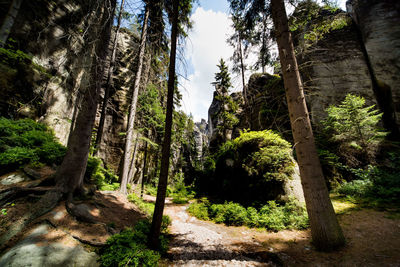 Trees growing in forest