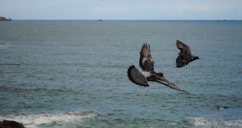 Birds flying over sea against sky