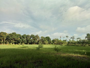 Scenic view of agricultural field against sky